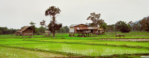 rijstvelden 