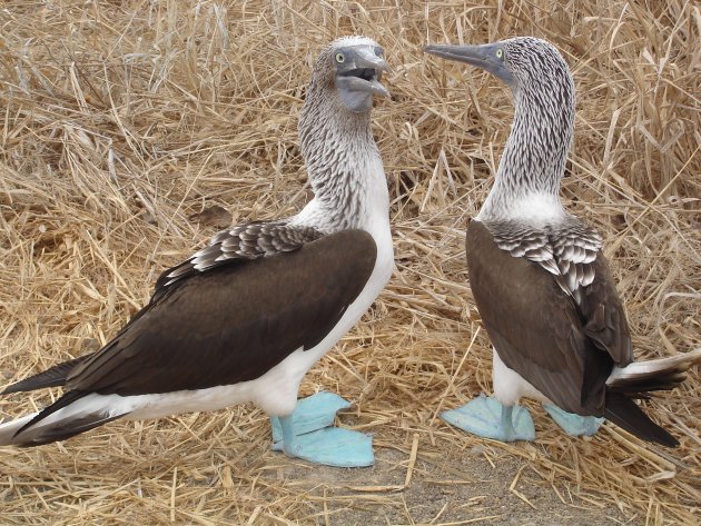 Blauwvoetjanvangenten op Isla de la Plata