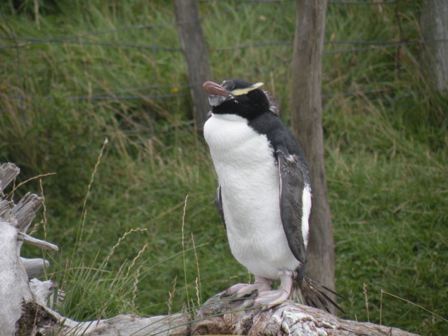 een vreemde pinguin