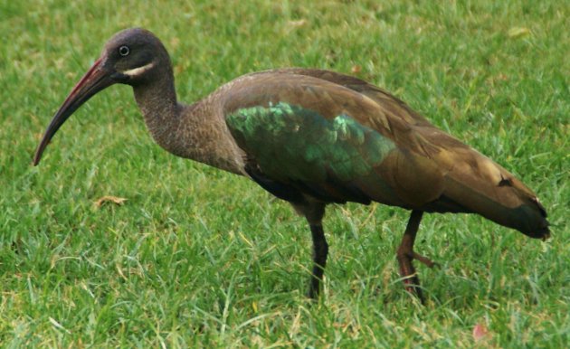 hadada ibis