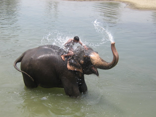 Olifant wassen