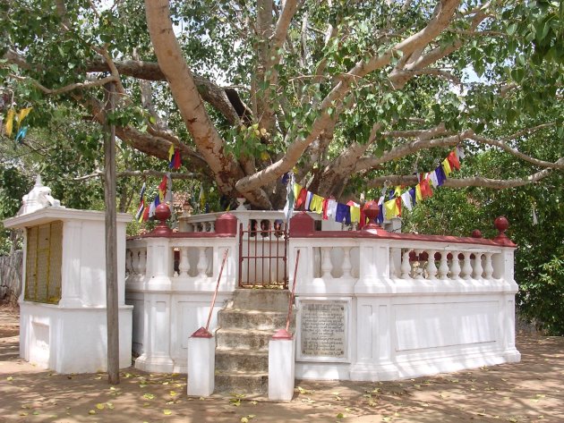 Bodhi-boom, Anuradhapura