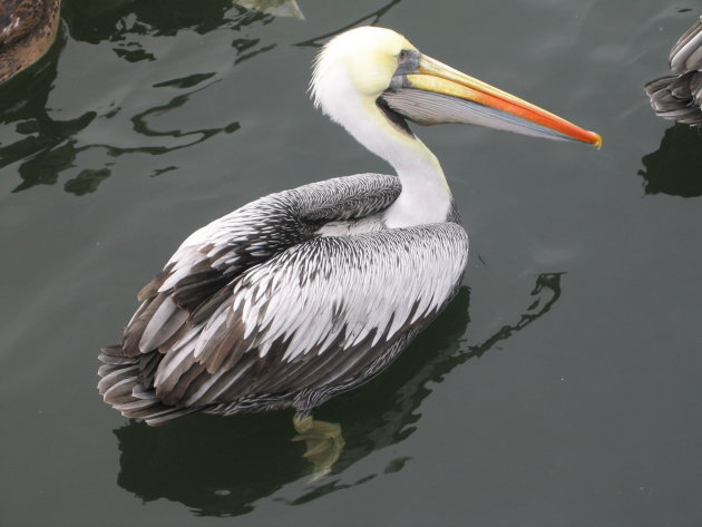 Pelikaan bij Las Islas Ballestas