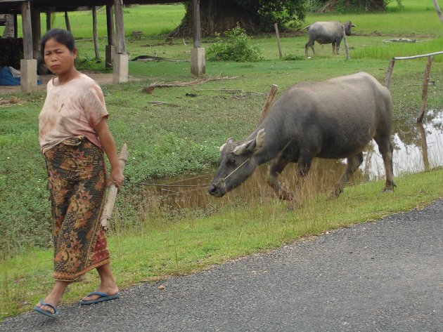 Boerenvrouw met buffel, Khong Island
