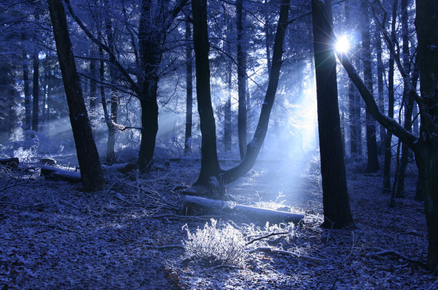 IJskoud in het bos op de Veluwe