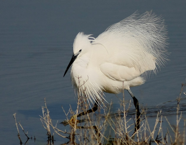 zilver reiger