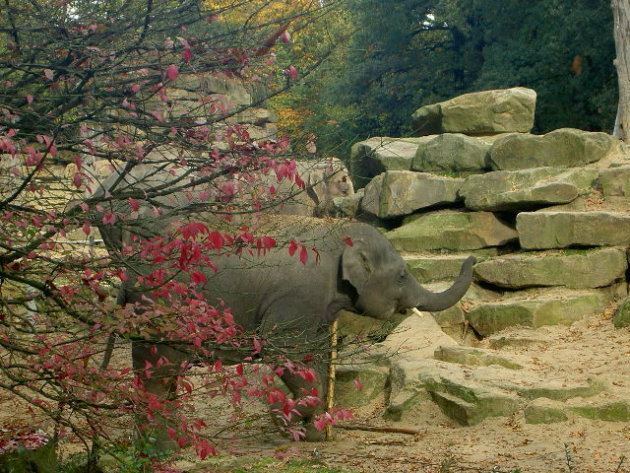 olifant tussen de balderen