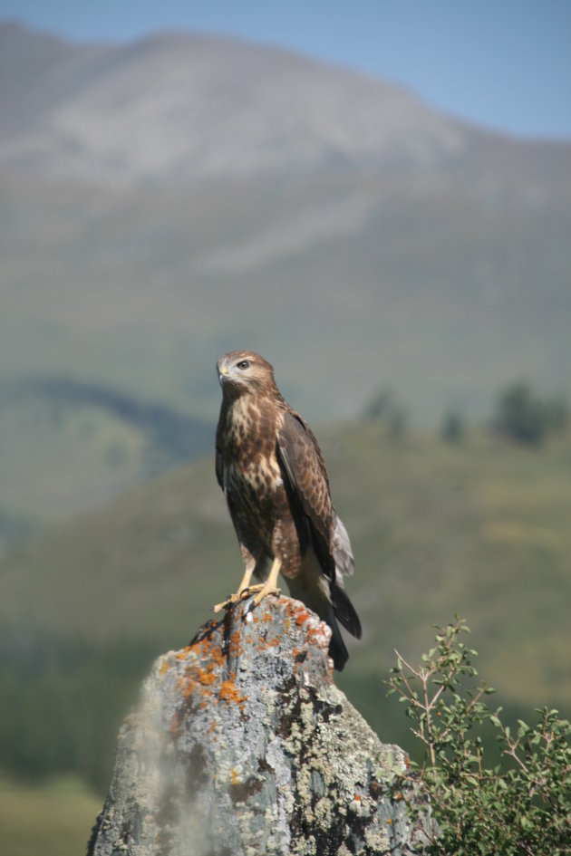 roofvogel op de altai pass