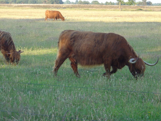 De schotse hooglanders