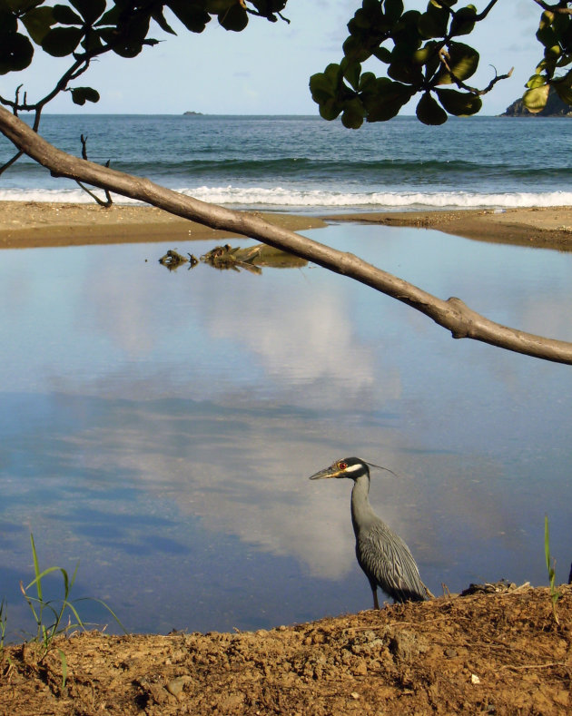 Reiger in the picture