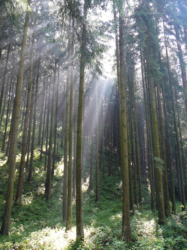 Zonnetje door de bomen