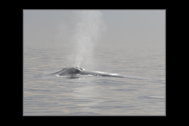 whale in the mist