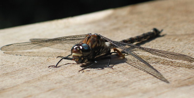 Dragonfly