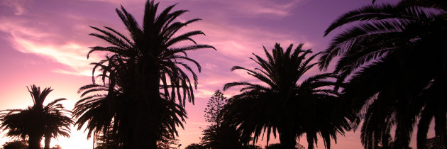 Palmbomen in Elwood - Melbourne