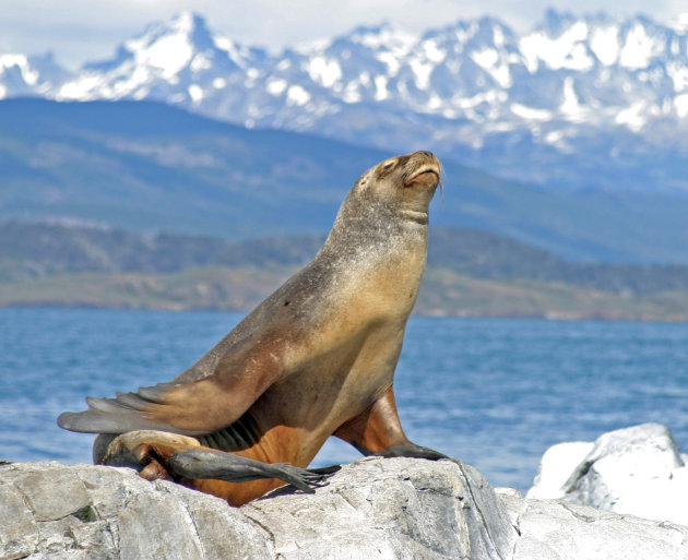 patagonische zeeleeuw