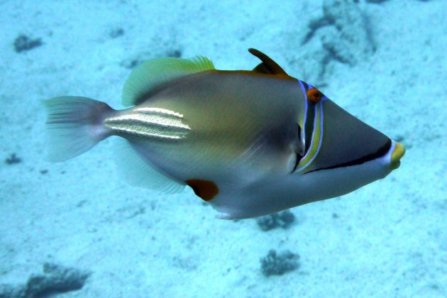 Triggerfish