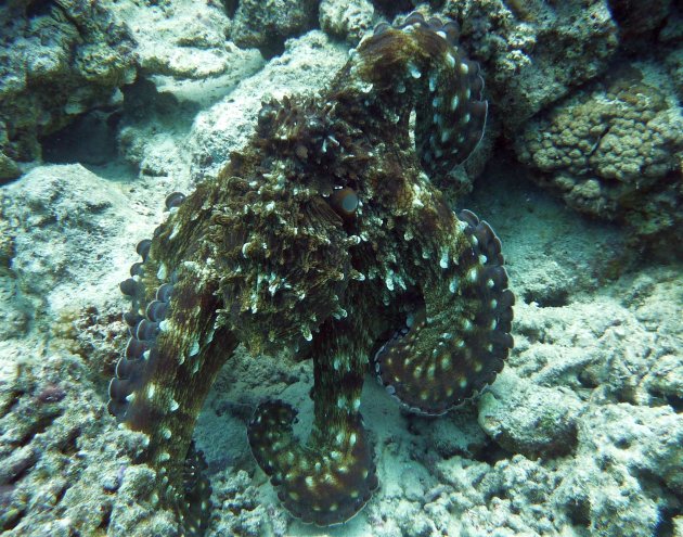 Octopus