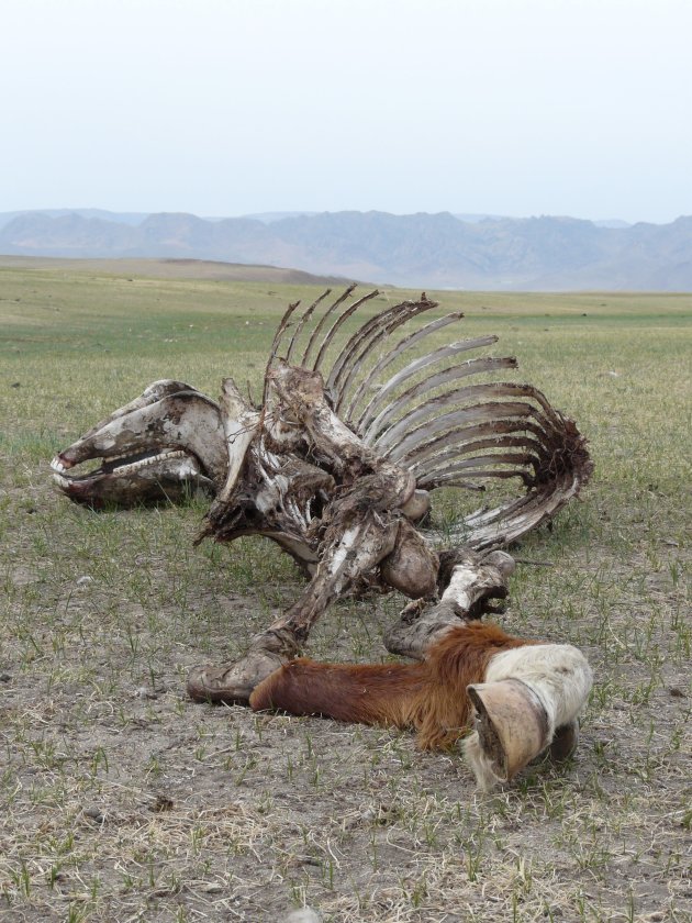 Het echte leven op de Mongoolse steppen