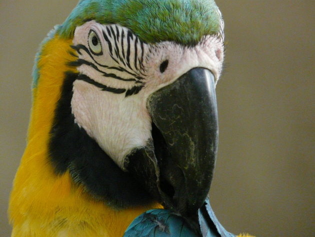 papegaai in close up