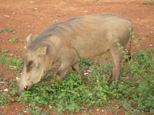 Zwijn in Mole NP