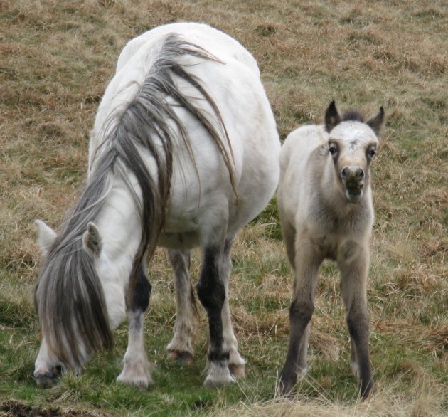 Ed, het pratende paard?