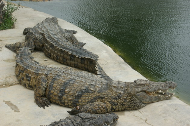 de krokodillen op djebra