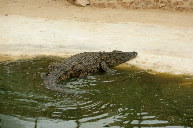 de krokodillen op djerba