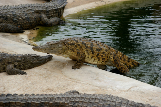 krokodillen in djerba