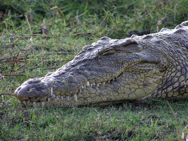 vredige krokodil