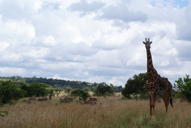 akagera park