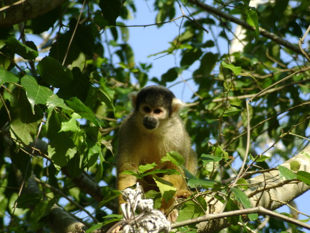 Squirrel monkey