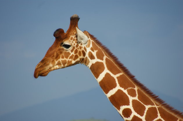 Longneck Samuru NR