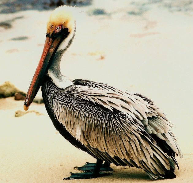 Pracht pelikaan