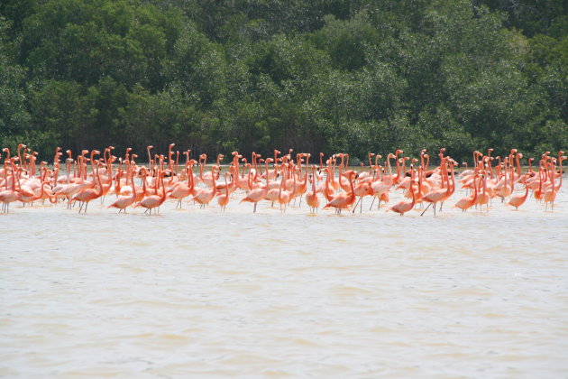 De flamingo's bij Celestun