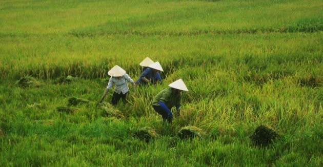 Drukte op de rijstvelden