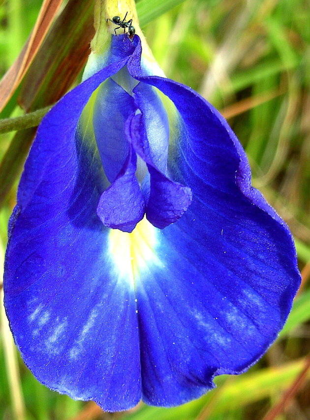 miertje op bloem