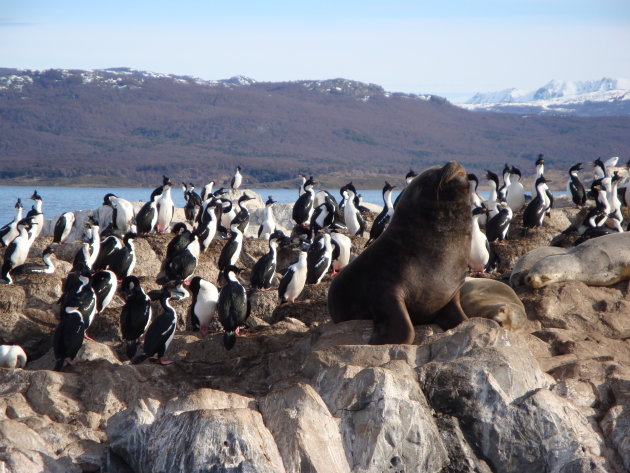 Rare snuiters in Ushuaia (Fin del Mundo)