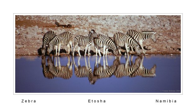 Zebra's