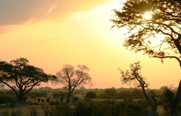 Olifanten in Hwange NP