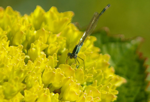 Libelle op Hortensia