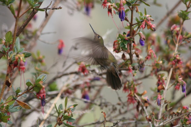 Kolibri tijdens incatrail