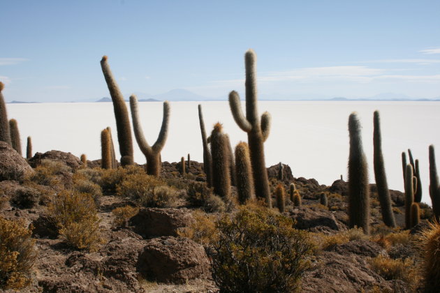 Cactuseiland in Salar de Uyuni