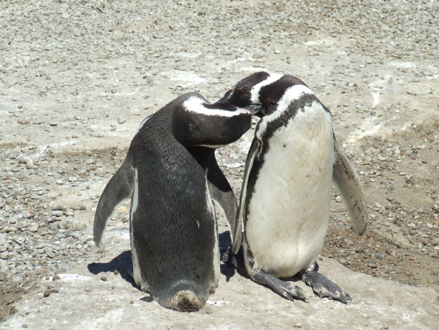 PinguÏns op Península Valdes