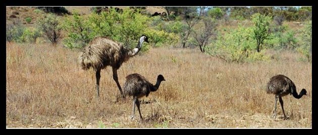 Familie emoe