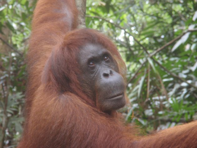 Orang utan