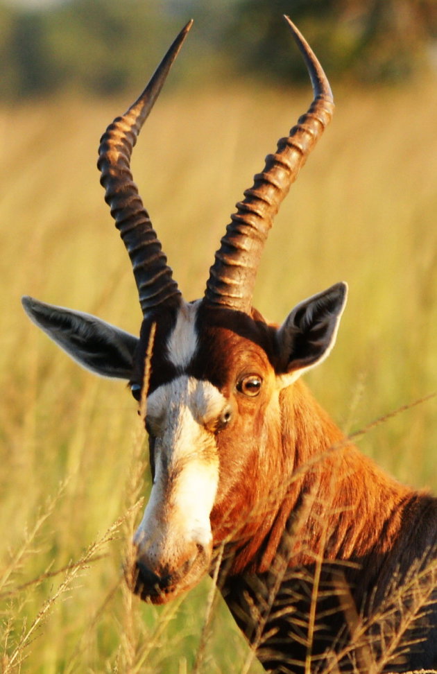 Blesbok