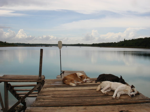 Maya honden bij meer van Maya's (© Arie Schaap)