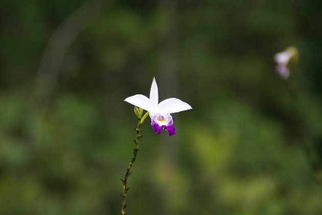 Borneo