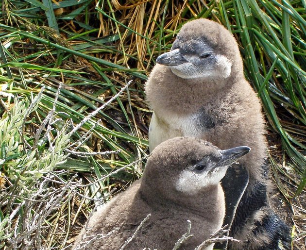 baby's in het gras