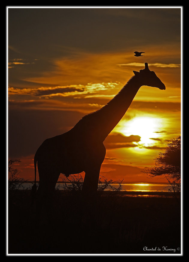 African Sunset